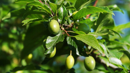 Green berries Plums on a branch