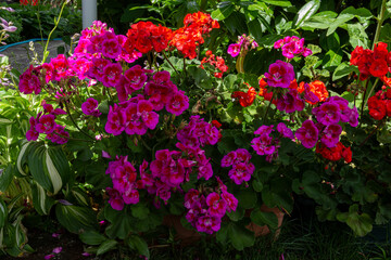 pink and orange pelargonium