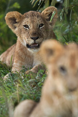 Selective focus on Lion cub, Masai Mara