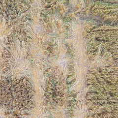 Agricultural landscape of cereal cultivation in Hornillastra in the Merindad de Sotoscueva. Comarca de Las Merindades. Burgos province. Community of Castilla y León. Spain, Europe