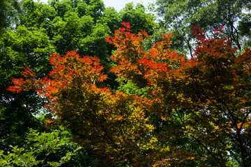 Colorful leaves outdoors