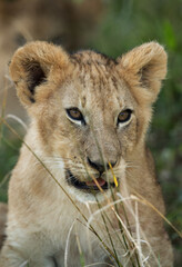 Closeup of a Lion cub, Masai Mara, Kenya