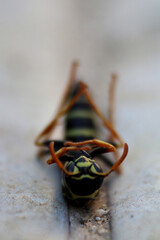 The dead body of a wasp lies on its back