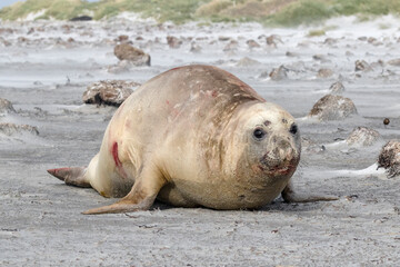 Southern Elephant Seal immature