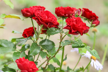 Red Rose