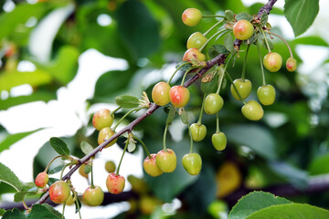 Cherry Berry on a branch