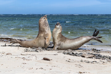 Fototapeta premium Southern Elephant Seal youngsters fighting