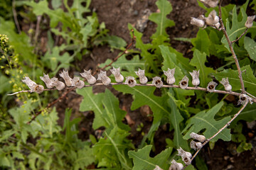 Boxes henbane closeup on a blurred background of green grass
