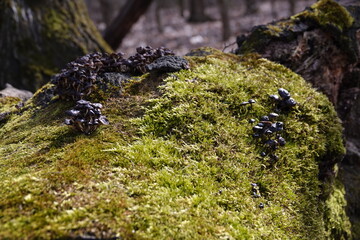 Mushrooms on the Moss
