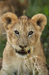 A portrait of a Lion cub looking front, Masai Mara