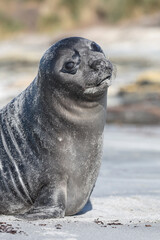 Fototapeta premium Southern Elephant Seal pup
