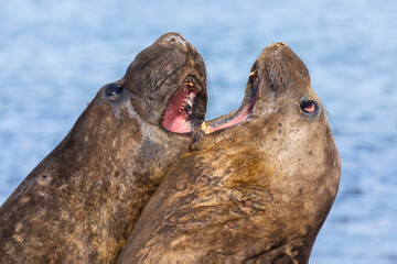 Southern Elephant Seal - juvenile pair fighting