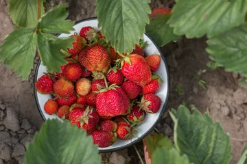 Fotobehang Red organic ripe strawberries in the bowl. Close up, top view. © Albert Ziganshin