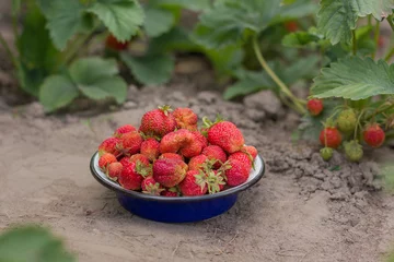 Fotobehang Nieuwe oogst zoete biologische rijpe aardbeien © Albert Ziganshin