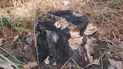 Mushroom growths on trees