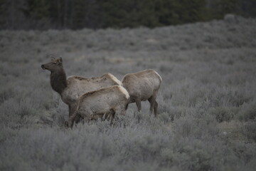 Elk in yellowstone national park, USA