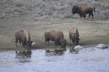 Fototapeta na wymiar Bison in yellowstone national park, USA