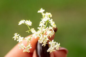 Girl holds in hands elderberry flowers in garden (Sambucus nigra). Elder, black elder flowers.