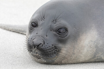 Obraz premium Southern Elephant Seal young pup