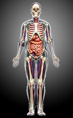 3d rendered medically accurate illustration of male Internal organs, skeleton and circulatory system