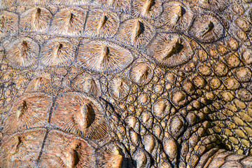 Fototapeta premium crocodile skin texture
