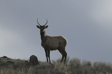 Elk in yellowstone national park, USA