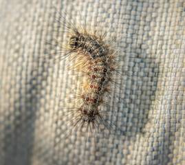 Gypsy Moth Caterpillar on neutral textured background macro