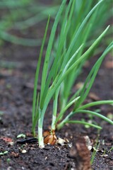 Onions grow outside in the vegetable patch
