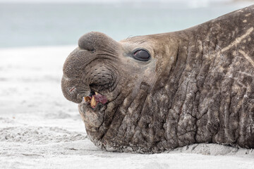Southern Elephant Seal adult male snarl