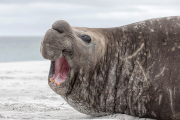 Southern Elephant Seal adult male roaring