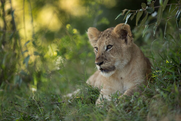 Portrait of a Lion cub, Masai Mara