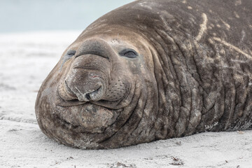 Fototapeta na wymiar Southern Elephant Seal beachmaster at rest
