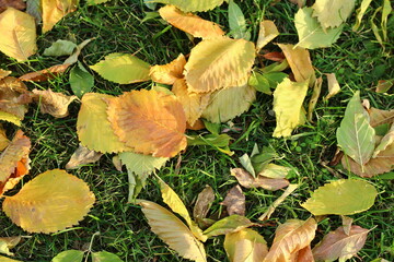 Golden autumn leaves on the ground green grass natural background