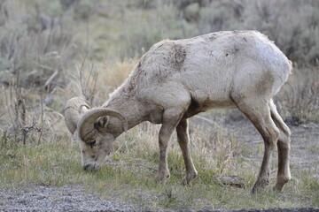 Naklejka na ściany i meble Big horned sheep in yellowstone national park, USA