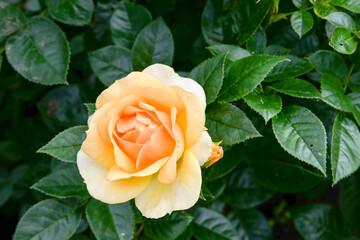 Bush of yellow roses in garden
