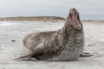 Southern Elephant Seal adult male - beach master aggression