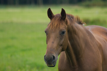 horse in the field