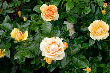 Bush of yellow roses in garden