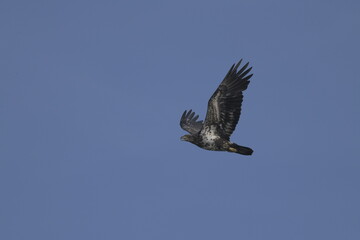 Juvenile bald eagle flying over McGee marsh, Ohio ,USA