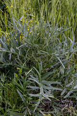 barbed field plant on a green meadow. Summer background flora