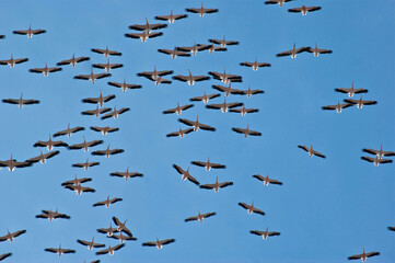 Huge flock great white pelican in flight, blue sky. Pelecanus onocrotalus, eastern white pelican,...