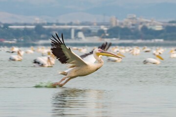 Great white pelican in flight, migrating flock in lake, urban view. Pelecanus onocrotalus, eastern white or rosy pelican, big water bird with long beak large throat pouch. Bulgaria, Burgas Via Pontica