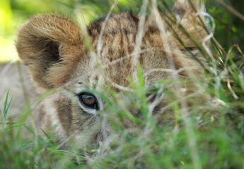 Eye of a Lion cub, Masai Mara