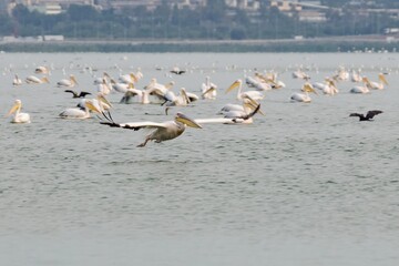 Great white pelican in flight, migrating flock in lake, urban view. Pelecanus onocrotalus, eastern white or rosy pelican, big water bird with long beak large throat pouch. Bulgaria, Burgas Via Pontica