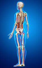 3d rendered medically accurate illustration of Internal organs, skeleton and circulatory system