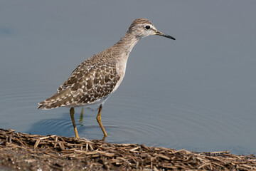Chevalier sylvain,.Tringa glareola, Wood Sandpiper