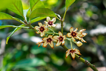 Kola tree flowers (Cola acuminata)