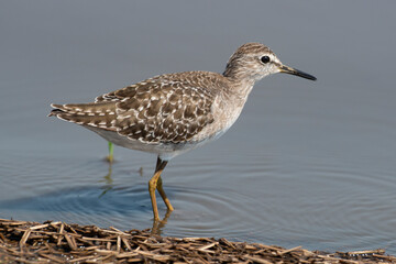 Chevalier sylvain,.Tringa glareola, Wood Sandpiper