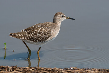 Chevalier sylvain,.Tringa glareola, Wood Sandpiper