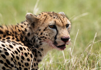 Cheetah with blood stain on mouth, Masai Mara